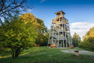 En immersion au cœur des forêts